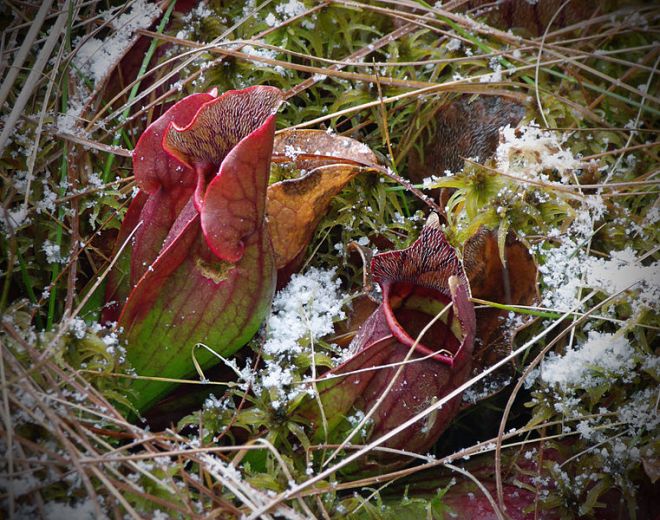 northern pitcher plant