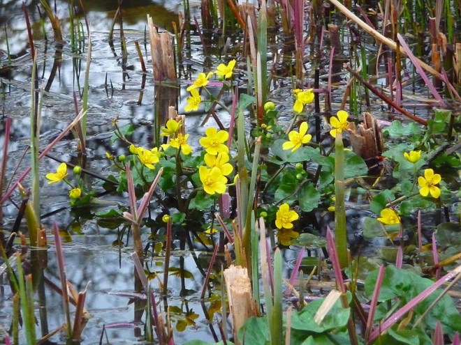 caltha palustris
