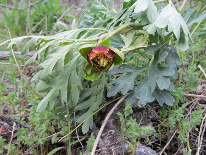 paeonia brownii