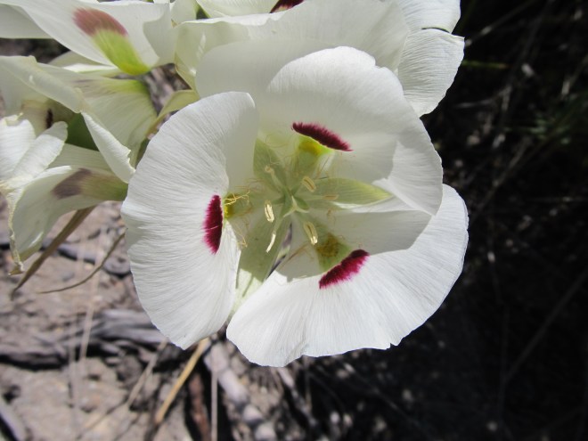 calochortus eurycarpus
