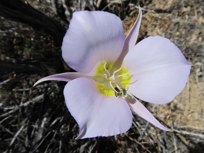 calochortus macrocarpus