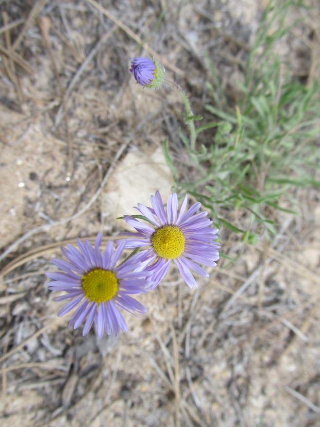 erigeron pumilus