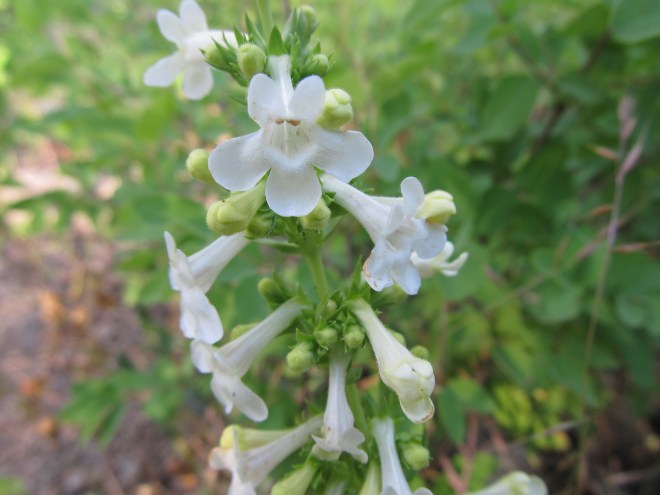 penstemon deustus