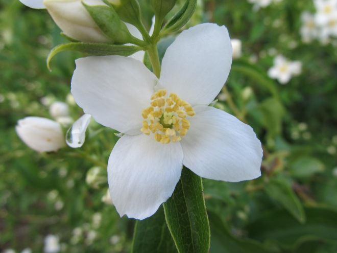 Philadelphus lewisii