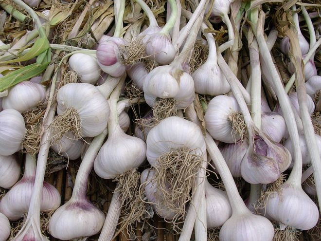 garlic