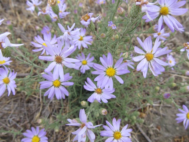 machaeranthera canescens