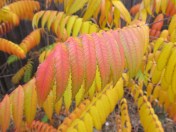 ailanthus