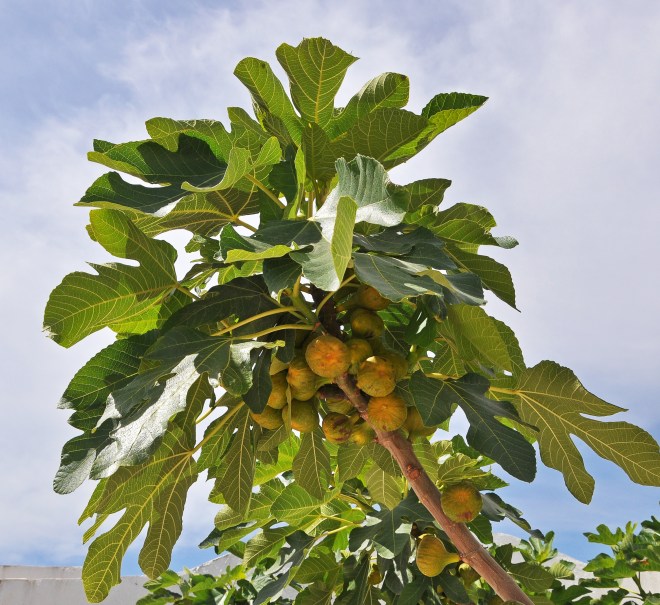 common fig
