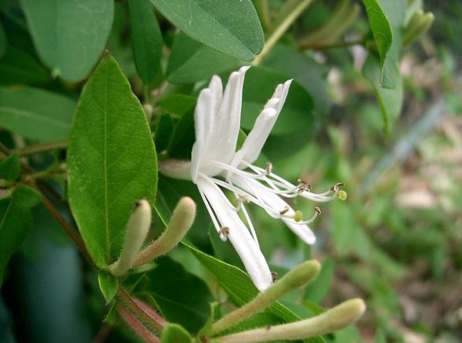 lonicera japonica