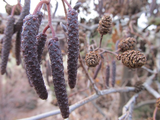 alnus viridis