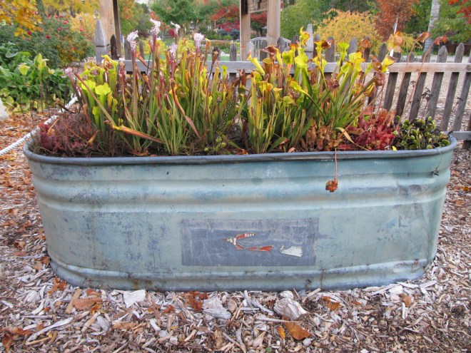 IBG_carnivorous plants_fall