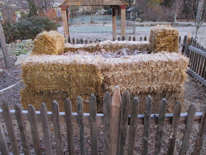 IBG_carnivorous plants_winter