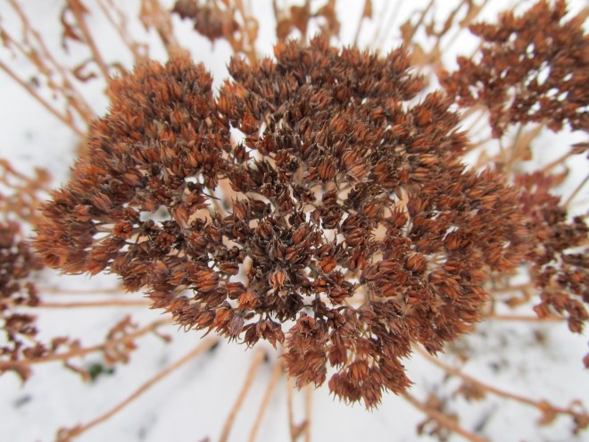 sedum sp. seed head