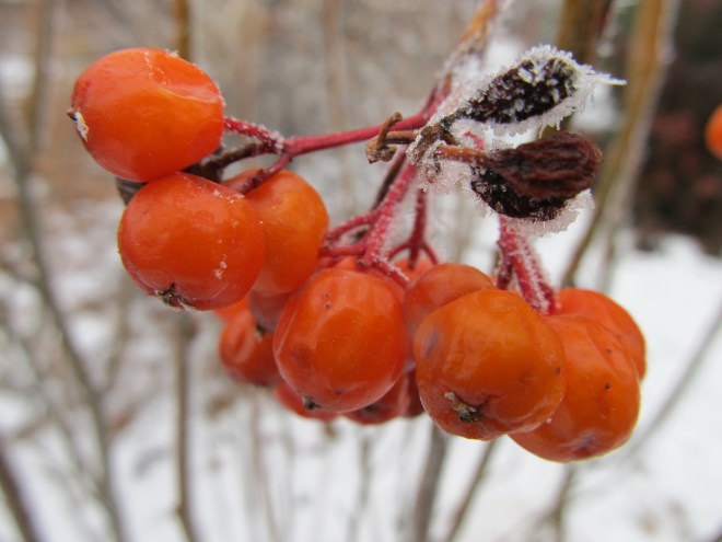 sorbus scopulina