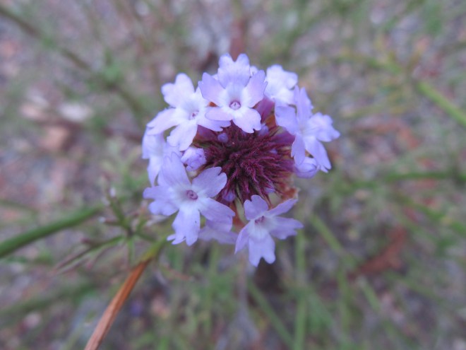 lilac verbena_verbena lilacina
