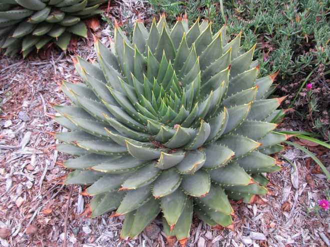 spiral aloe