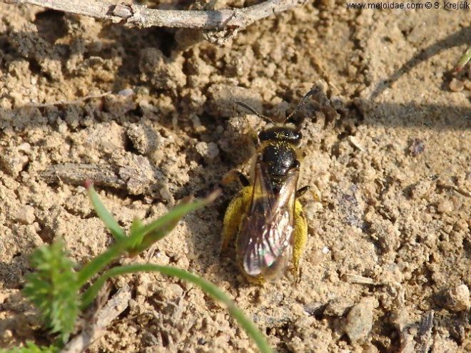 ground nesting bee_lasioglossum