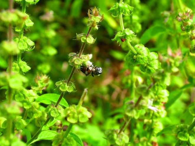 ocimum tenuiflorum