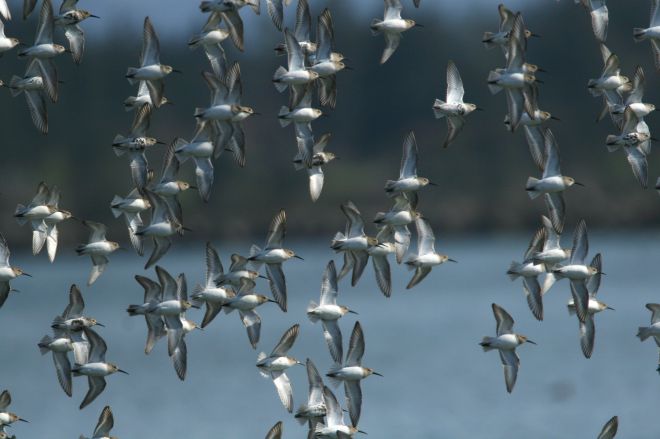 Dunlins - Calidris alpina (photo credit: www.eol.org)