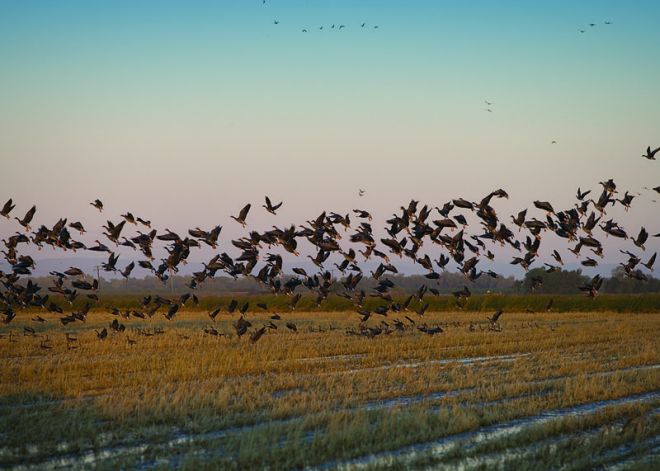 Geese in a Flooded Rice Field in California (photo credit: NRCS)