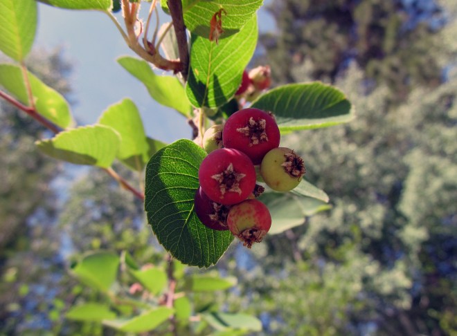 amelancier alnifolia