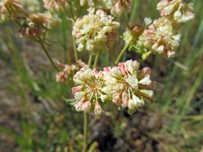 eriogonum