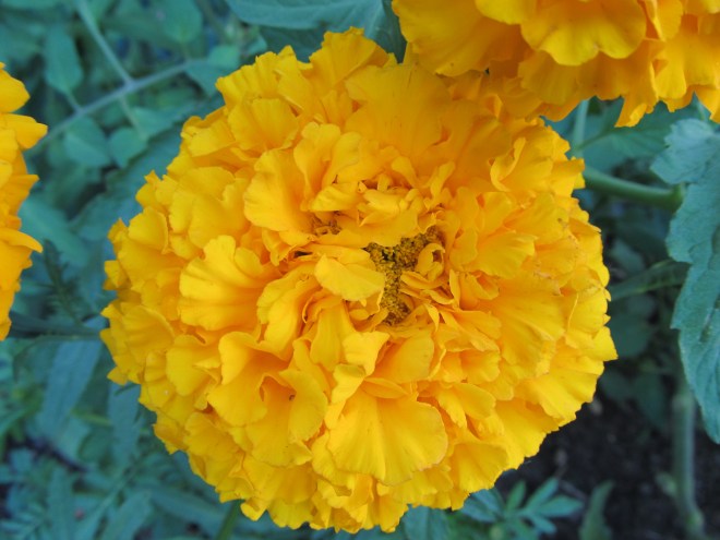 Aztec Marigold (Tagetes erecta)