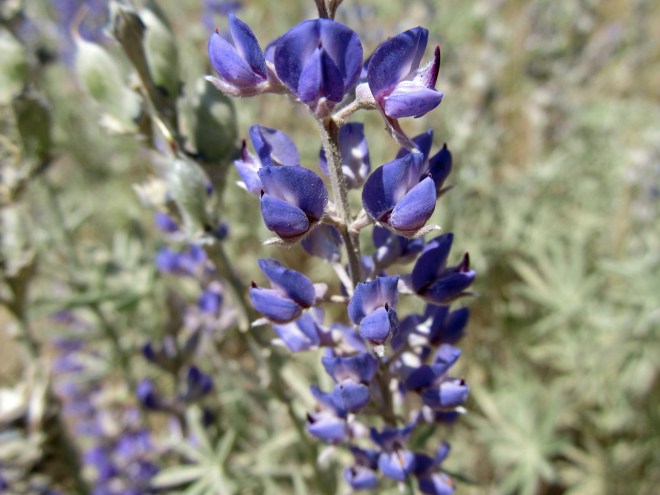 lupinus