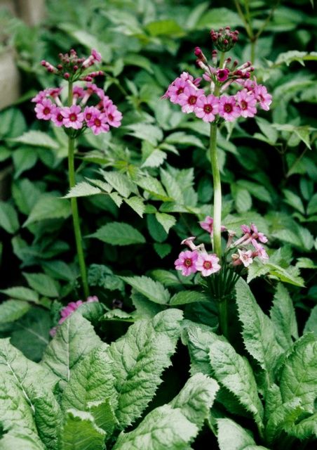 Japanese Primrose, Primula japonica (photo credit: eol.org)