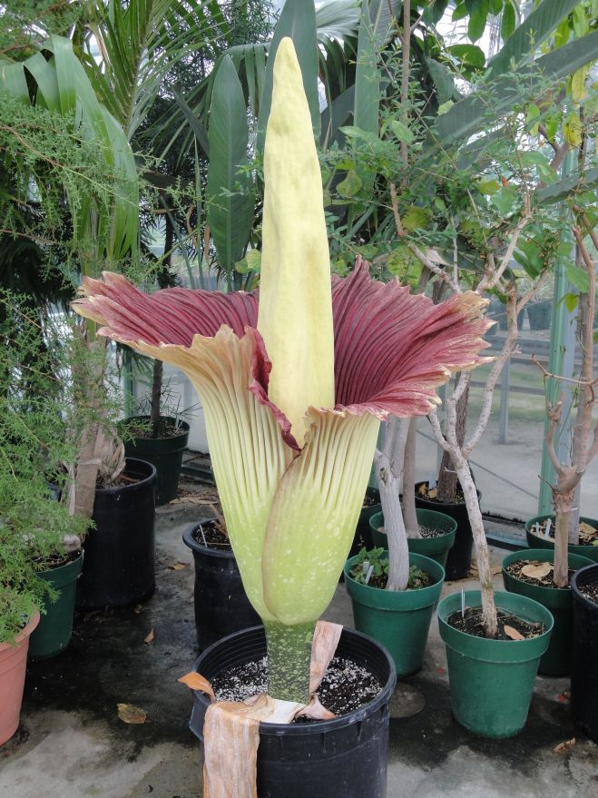 Amorphophaulls titanium, titan arum (photo credit: eol.org)