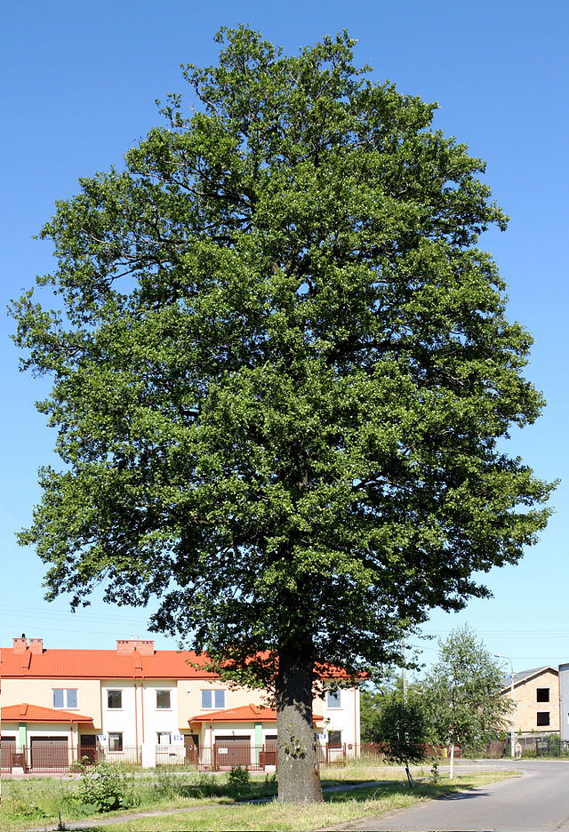Alnus glutinosa, European Alder (photo credit: wikimedia commons)
