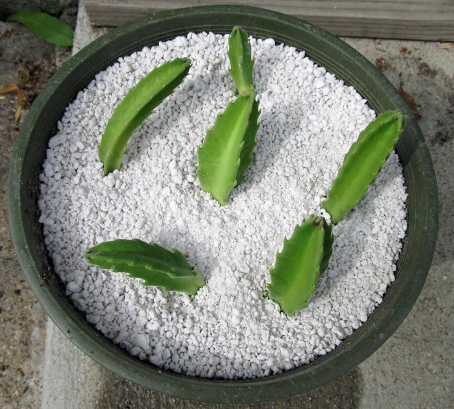 carrion flower cuttings