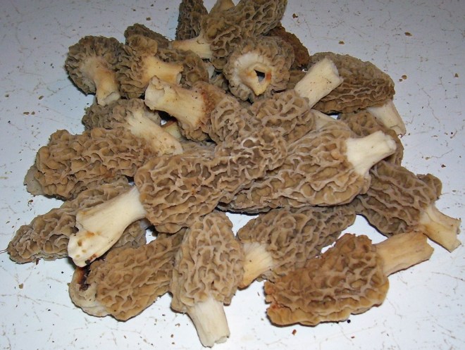 Morels harvested on the forest floors of Illinois