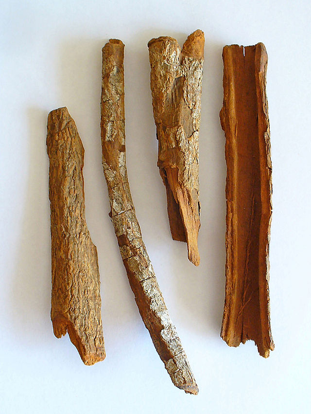 Bark of Cinchona officinalis (photo credit: wikimedia commons)