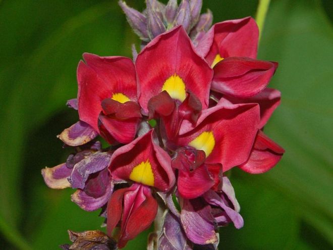 A close-up of kudzu flowers (photo credit: wikimedia commons)
