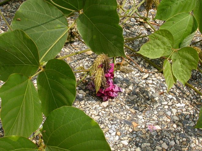 kudzu foliage and flowers