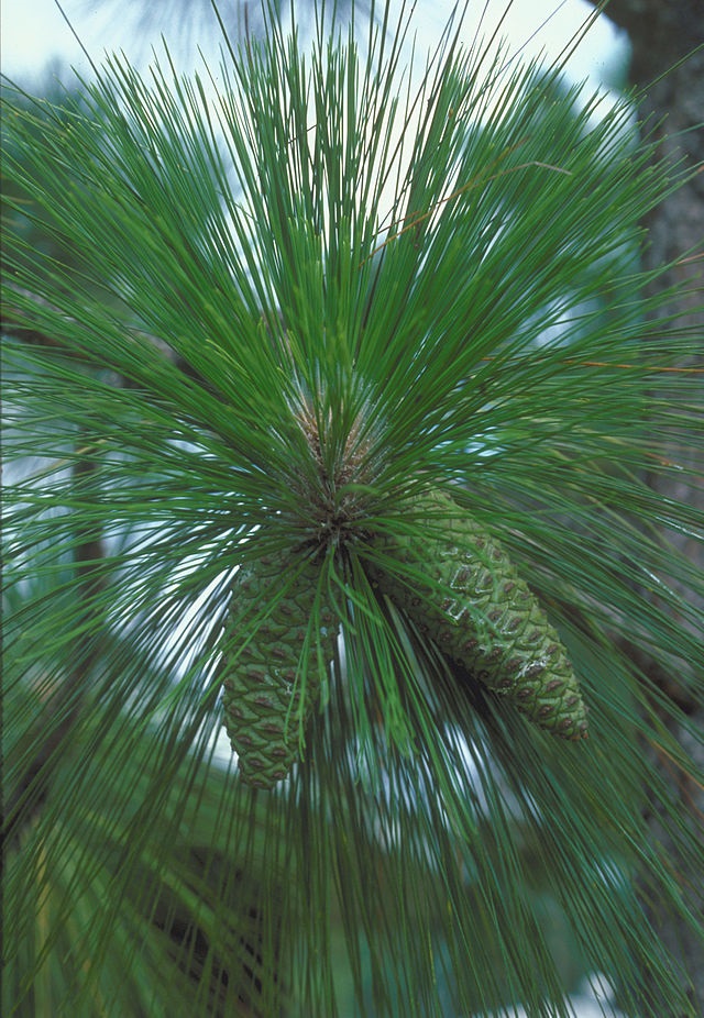 Longleaf Pine, Pinus palustris (photo credit: wikimedia commons)