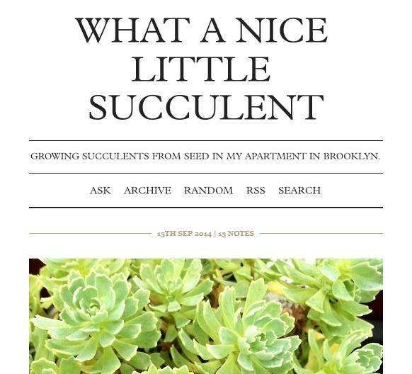 what a nice little succulent