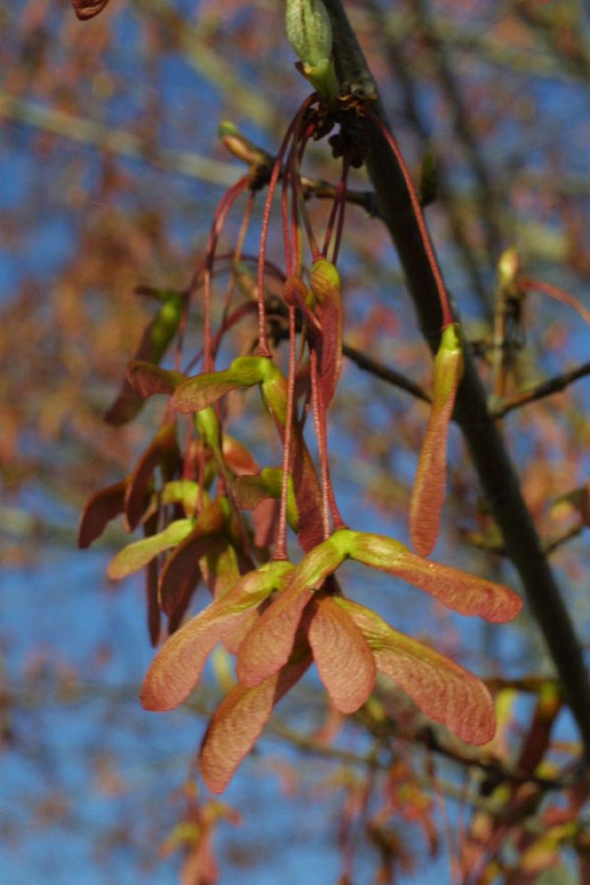The fruits of red maple, Acer rubrum (photo credit: eol.org)