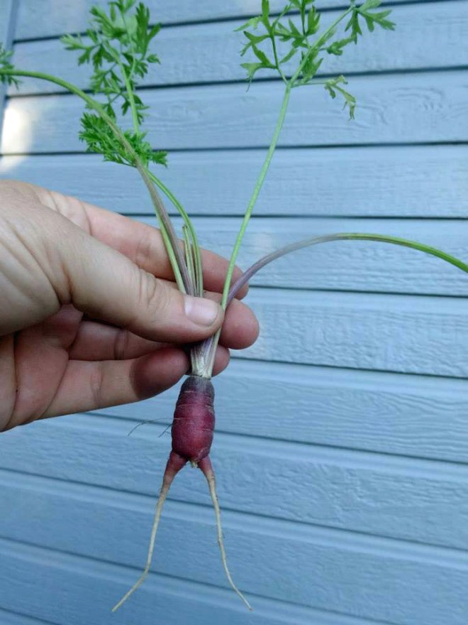 A miniature purple carrot with legs.