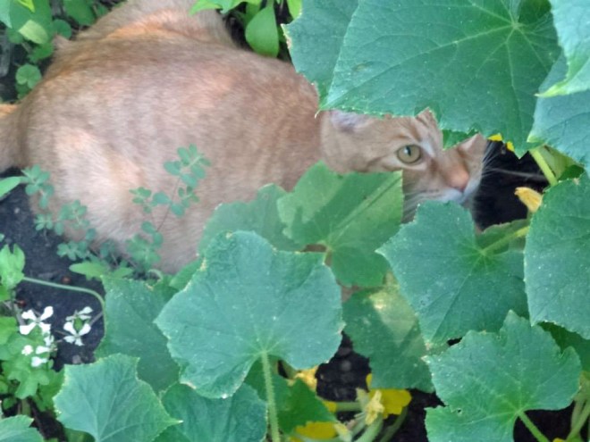 Even the cat loves being in the garden...