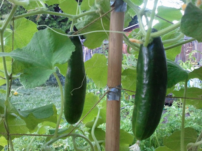 Two cucumbers hanging on a makeshift trellis. I can't remember what variety they are. This why I need to remember to take better notes.