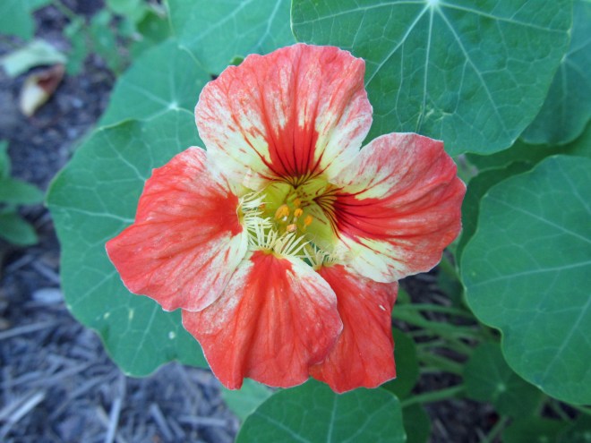 We grew other flowers for eating, like this nasturtium.