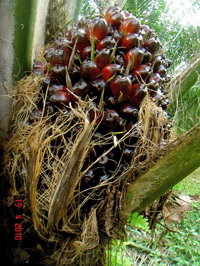 Oil Palm Friuits (photo credit: www.eol.org)