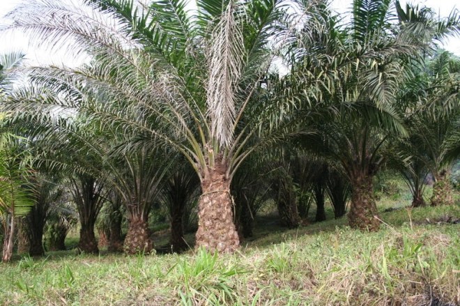 African Oil Palm (Elaeis guineensis) is the species of oil palm most commonly grown for palm oil production.