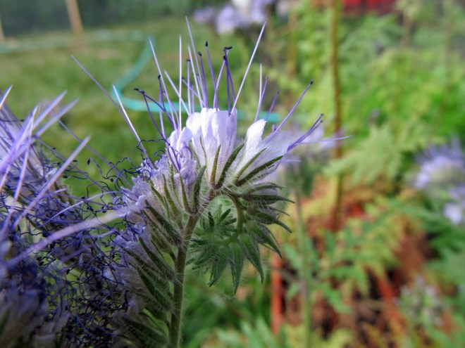 Some flower's we grew specifically for the bees, like this bee's friend (Phacelia hastate).