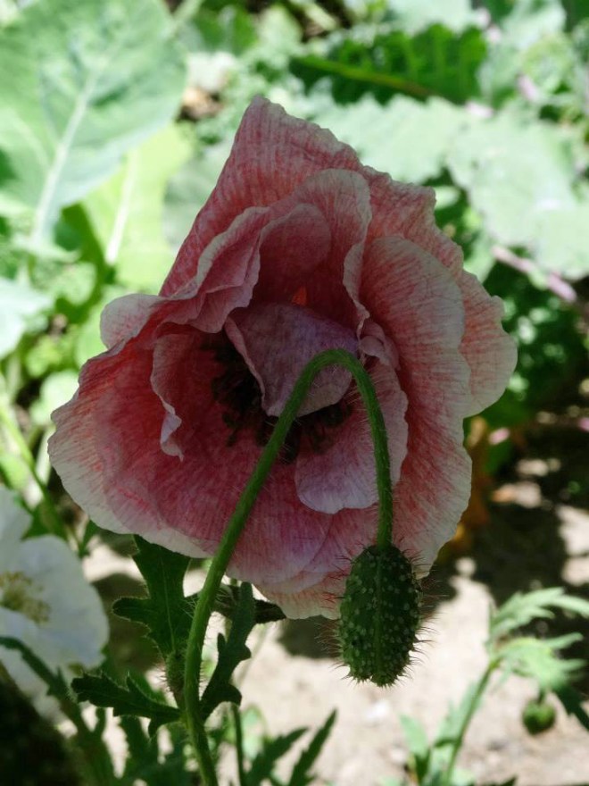 Poppy flower and fruit. Poppy fruits are called capsules.