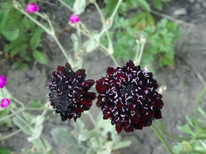 We grew lots of flowers, too. 'Black Knight' scabiosa (aka pincushion flower)was one of our favorites.