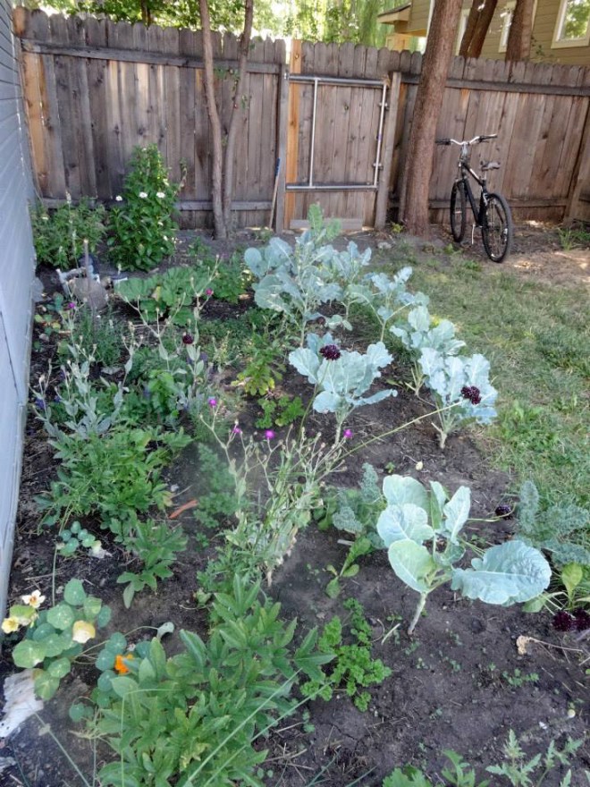 A view of our side yard. It is pretty shady in this section of the yard but we were still able to grow kale and collards along with several different flowers and herbs.