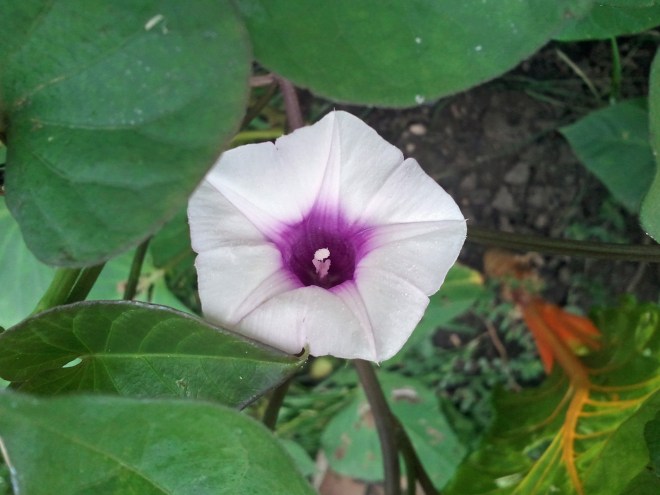The flower of a 'Hong Hong' sweet potato. We haven't harvested these yet, so we're not sure what we're going to get. Sweet potatoes are not commonly grown in southern Idaho, so we're anxious to see how they do.